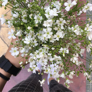 Meet your Posher, Ann